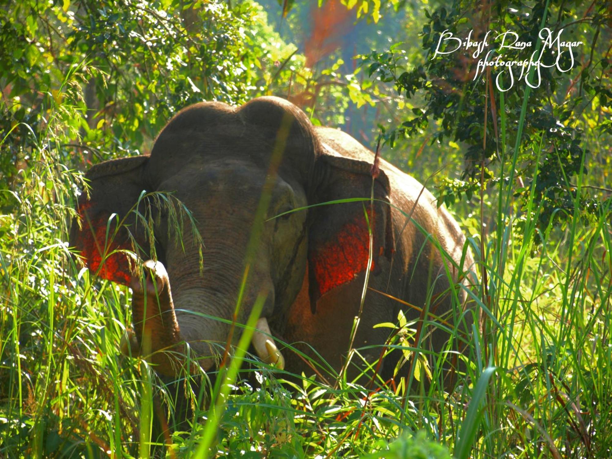 Mr. B'S Place Hotel Bardiya Buitenkant foto